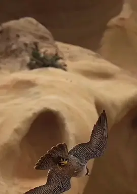 #explore #اكسبلور#هدد #شاهين#لايكات 