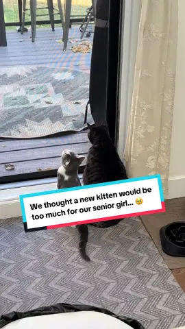 We thought a kitten might be too much for our senior girl… but little Goose helped Marah find her spark again. Now they play, cuddle, and watch the world together every day. 🐾🩶🤎 . #catsoftiktok #kittensoftiktok #catlove #catfriends #catmom