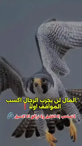 #الصحراء_الغربية 🇸🇩#الشعب_الصيني_ماله_حل😂😂 