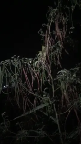 Đúng đời châu chấu còn có cặp có đôi mà mình chỉ có một mình...😢😢😢#xuhuongtiktok #fyp #xhhhhhhhhhhhhhhhhhhhhh huong #xh 