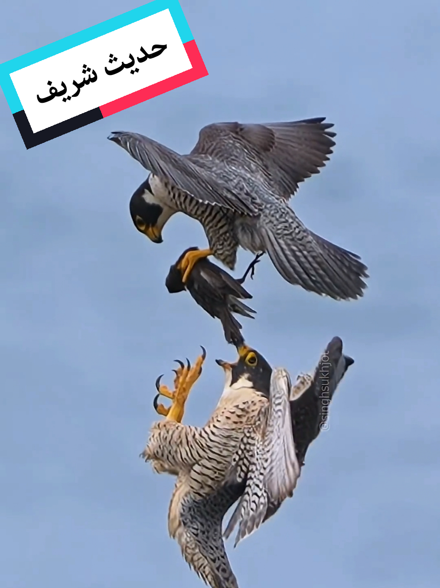 حديث الرسول صل الله عليه وسلم لو انكم تتوكلون على الله حق توكله لرزقكم كما يرزق الطير تغدو خماصا وتعود بطانا حديث شريف #احاديث_نبويه #حديث #اللهم_صل_وسلم_على_نبينا_محمد #السفوري #ترندات_تيك_توك أحاديث نبويه شريفه حديث شريف عن الرسول صلى الله عليه وسلم طيور عصافير العقاب الصقر الطيور الحيوانات الطبيعه الطبيعيه