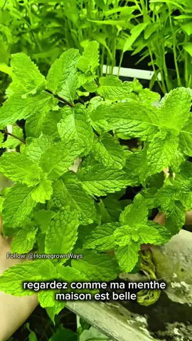 Planter la menthe comme un pro ! #plantes #astucesplantes #jardinage #nature #plantlover  