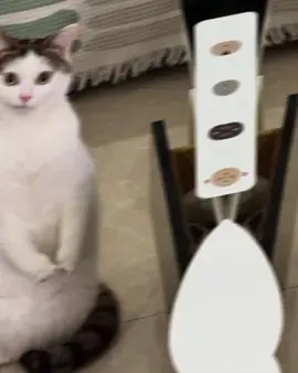 love sar,😘👌🏻#lovesar #tiktokviral #somalitiktok 