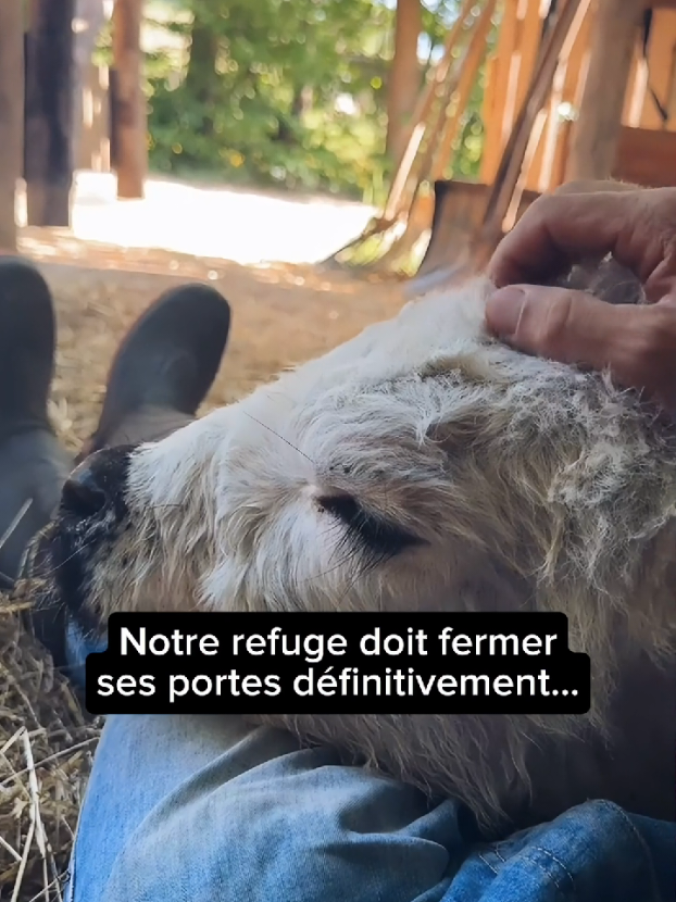 Merci du fond du cœur à ceux qui nous ont soutenu depuis le début. Mais malheureusement, les factures et les dépenses liées au refuge nous obligent à fermer ses portes.  Nous avons le lien de notre boutique en bio pour ceux qui souhaitent encore faire la différence. Merci vraiment pour tout, L'équipe de la ferme Meuh'racle ❤️
