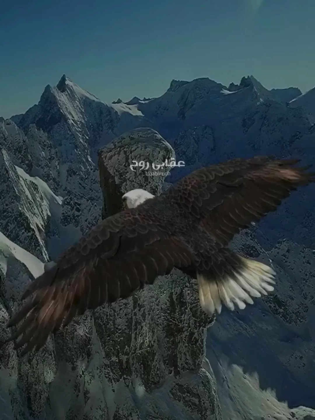 شاہین کبھی پرواز سے تھک کر نہیں گرتا#iqbaliyat #allamaiqbal #poetry @uqabirooh09