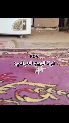 #شعب_الصيني_ماله_حل😂😂 #شعب_الصيني_ماله_حل😂😂 #شعب_الصيني_ماله_حل😂😂 #شعب_الصيني_ماله_حل😂😂 #شعب_الصيني_ماله_حل😂😂 