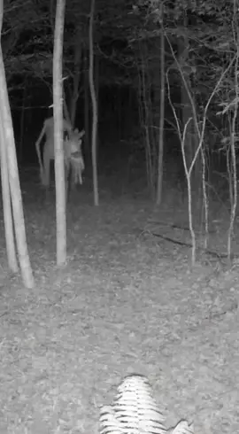 #are #scary #cctv #fy #skinwalker He has his dinner in his hands that night.
