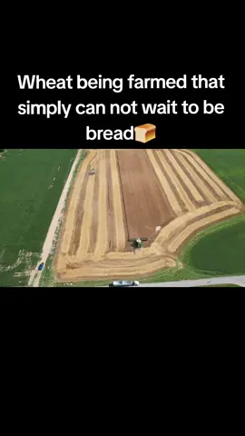 Do not ask me the context  #fyp #bread #farming #funny #viral 