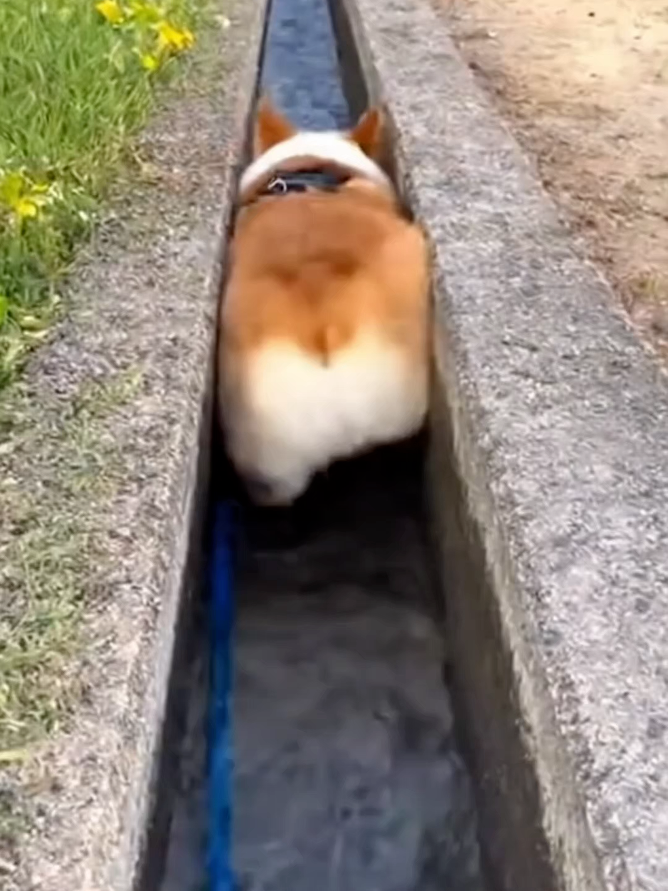 Stuck but still adorable 🥺  #fyp #dog #corgi #ai #viral #funny #pet #funnyvideos