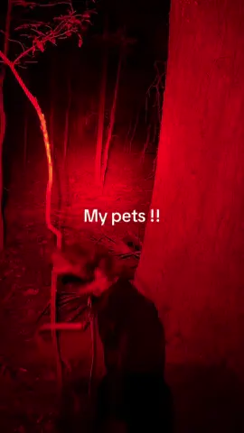 #creatorsearchinsights #mypets #outdoor #alabama 