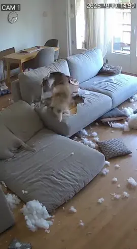 😱. #viral #viralvideo #mems #треш #dog