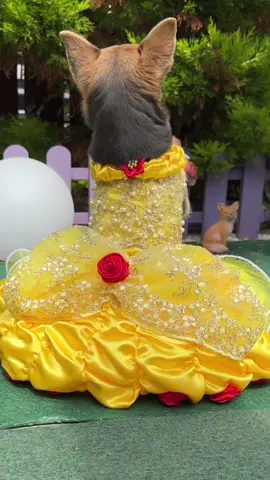 All stand and acknowledge your Queen Lindy the Chihuahua #belleballgown #disneyprincess #chihuahuafanclub 