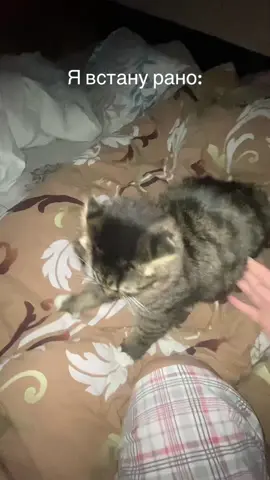 #котенок#🐈‍⬛ @Martt.ks @dasthxnvq 🩶 @Родители с юморком2️⃣ 👿 #незоче вставать