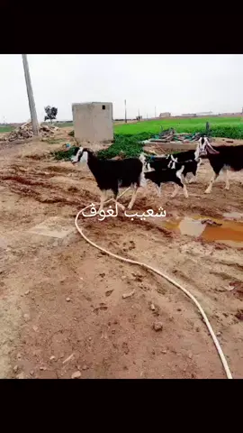 تربية المواشي 🇩🇿 🇩🇿 🇩🇿 تحياتي لجميع المتابعين والمشاهيدين الكرام #الشعب_الصيني_ماله_حل😂😂