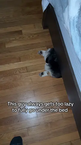 Nightly Routine #corgisoftiktok #corgilover #doglover #fyp #corgis 