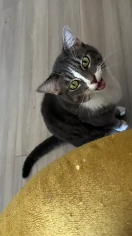 Convos with Mildred  #cat #catsoftiktok #fyp #cats #catlover 