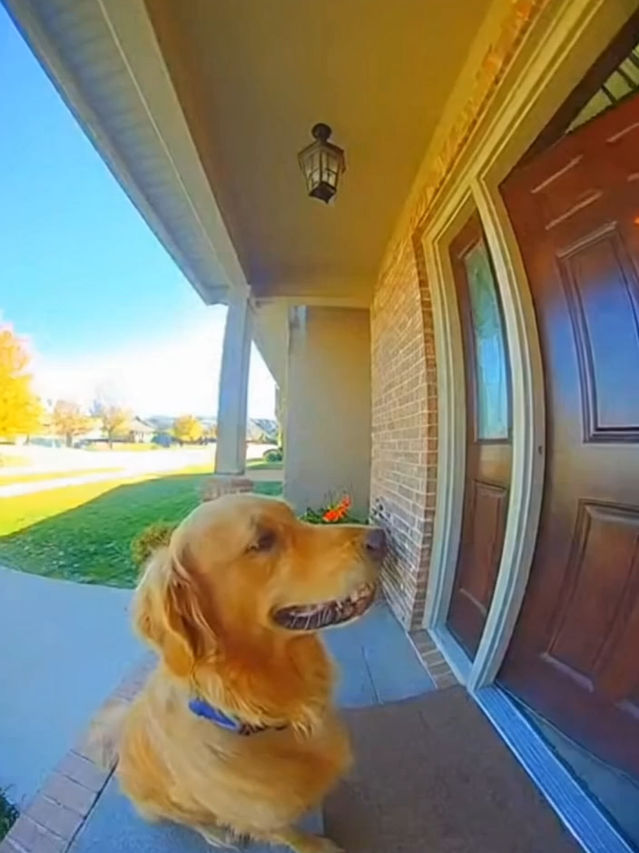 #funny #dog #sora #soraai
