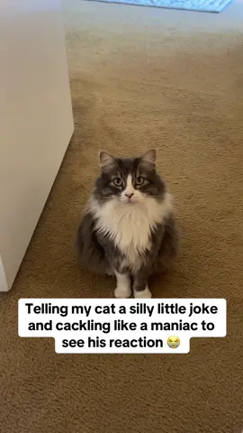 Got him! My Shaylaaa 😭 #prank #catsoftiktok #cats #joke #foryoupage 