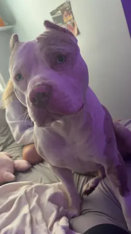 #fyp #funnyvideos #foryoupage #casper #puppy 