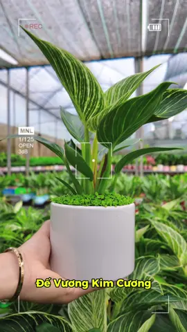 Đế vương kim cương #caycanh #goldenlifegarden #devuongkimcuong 