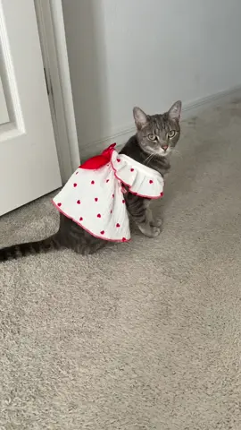 #catunboxing #lovecats #catmom #catlovers 