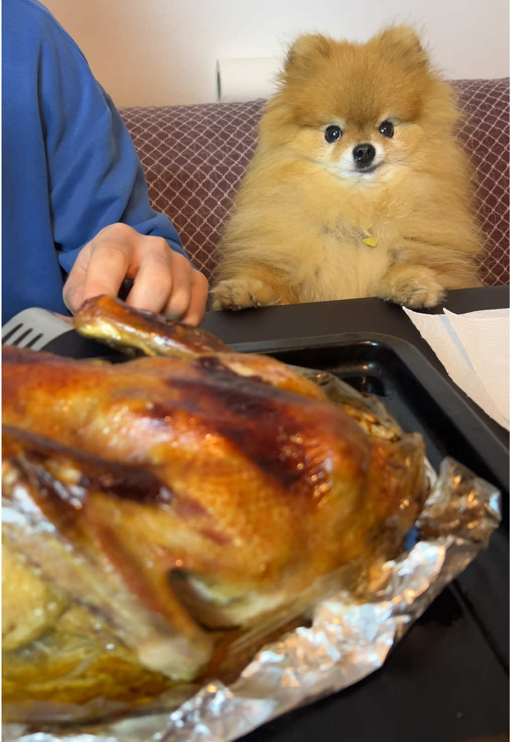 Do you think I deserve a piece #boniface #kilo600 #dogsoftiktok #fyp #pomeranian 