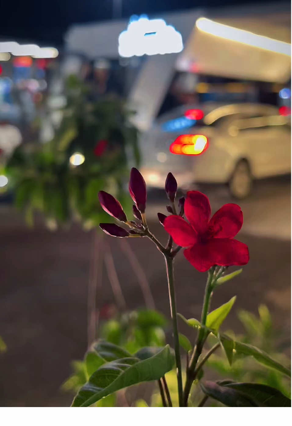 الليل هذا سهر  .. #عبدالعزيز_العليوي 