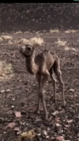 ###تصميم_فيديوهات🎶🎤🎬 #ترندات_تيك_توك #اكسبلور_تيك_توك ###متابعه #