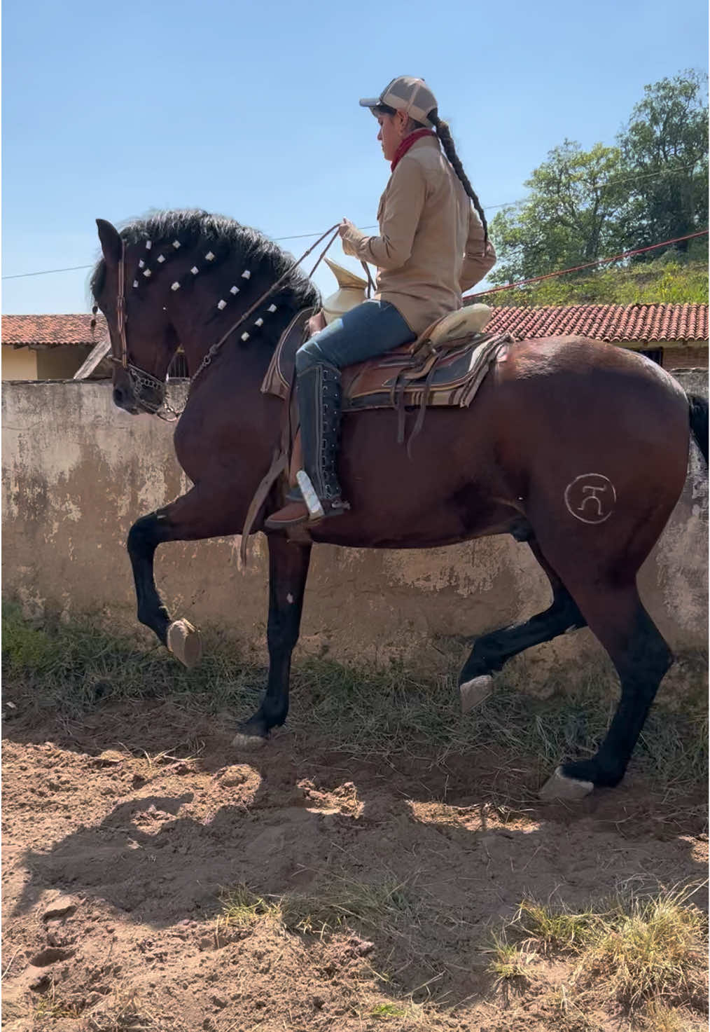 🐴 #caballosbailadores #yeguadamorales 