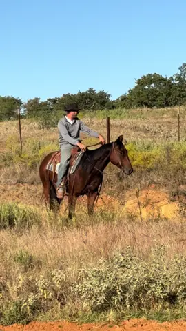 2018 AQHA Son of LIL SPOON