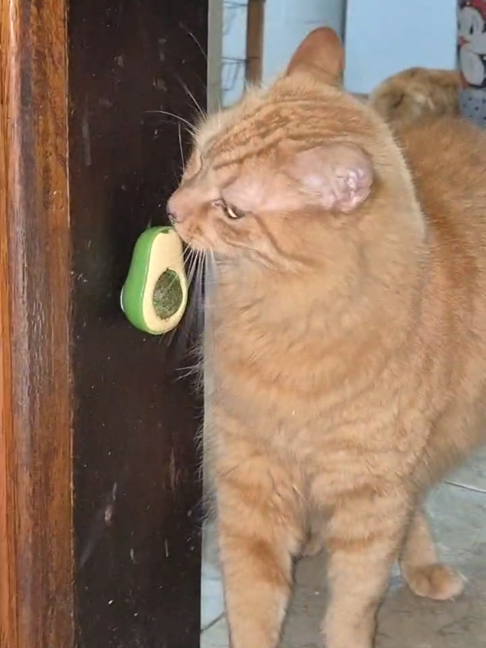 USUÁRIO DE ERVA #fy #fyp #catsoftiktok #gatos #catnip 