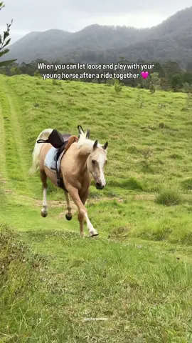 When chaos is your middle name 😎  Oakley is just so ridiculously FUN. We’d just been for a little ride where he was polite, calm and listening while we walked up and down hills. Then just before we finished, I took the halter off and let him loose to follow me back home. It’s something we’ve been doing since he was 6 months old (the running loose part, not riding 😂).  We play together by running in one direction, then I’ll turn and run the other way and he’ll do what he does in this video - spin and run after me again. It’s one of my favourite things in the world. While it may be a little bit chaotic (my sister does not enjoy coming along on these walks with Oakley and I 🤣), I LOVE it and feel like I know every intention and move he’ll make because we’ve been together since the moment he was born. I feel the same about Willow too.  I love them so much 🩷🩷 Also how much do the saddle flaps look like wings at the start 😂 #palomino #happyhorse 