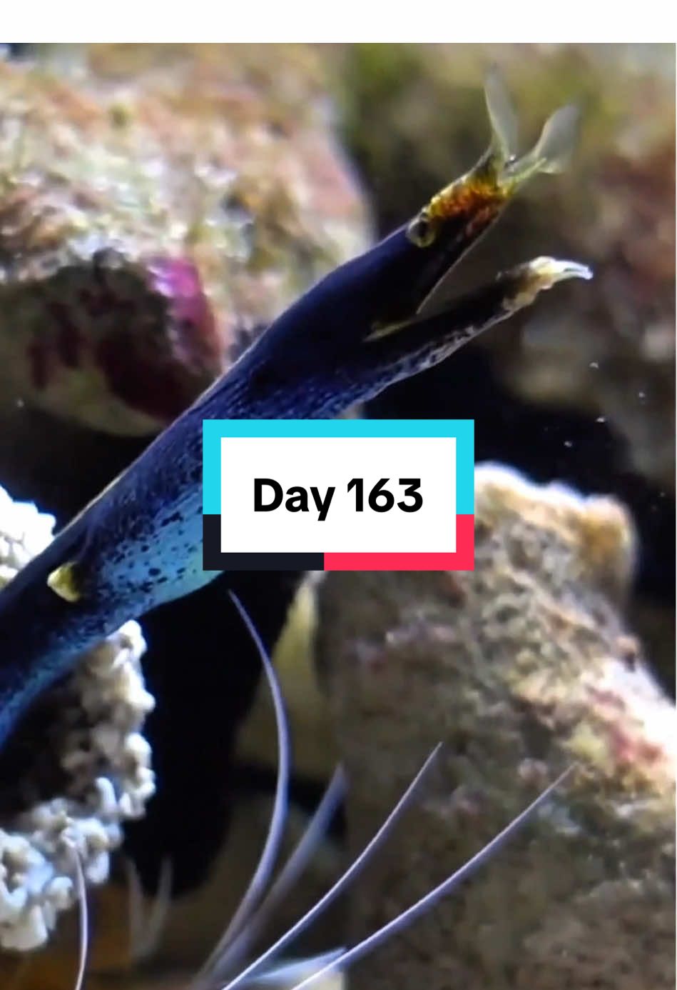 Day 163 - The ribbon eel (Rhinomuraena quaesita) is a slender, snake-like fish found in coral reefs of the Indo-Pacific. It grows up to 1 meter long and lives in sandy burrows with only its head exposed. Its color changes with age and sex: juveniles are black with a yellow stripe, adult males turn bright blue and yellow, and females become yellow. This change is linked to reproduction, as ribbon eels are protandric hermaphrodites, starting life as males and turning into females. They feed on small fish and crustaceans, catching prey with quick strikes. Their distinctive flared nostrils and waving motion make them one of the most recognizable reef species for divers and underwater photographers.