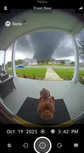 WHY DID HE SCREAM LIKE THATT😭😭😭😭 #pibble #washmybelly #sora #ai #animalaitornado 