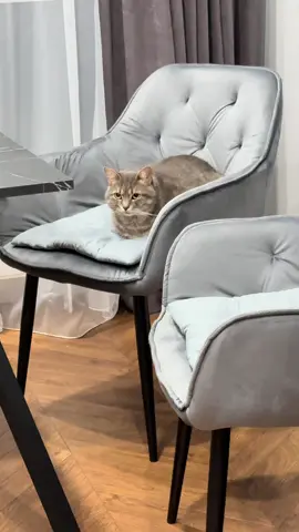 Она ни о чём не сожалеет🥲 #рекомендации #recommendations #рекомендації #кошка #кошкаприкол 