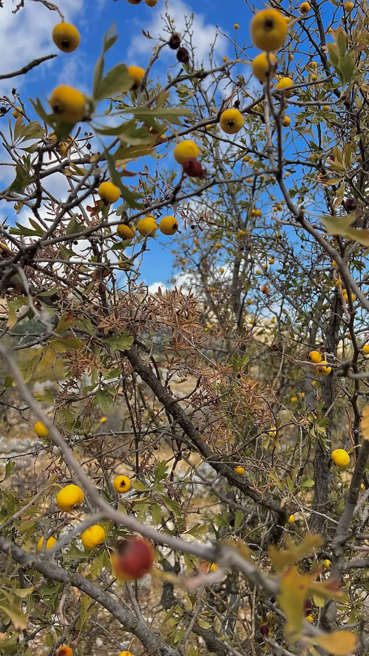 #lebanon #lebanearth #🇱🇧 #fayrouz #فيروز 