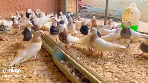 بلین  ماشاللە