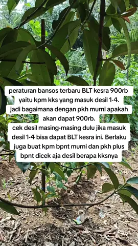 #infobansos #infobansosterbaru #kartumerahputih #fyppppppppppppppppppppppp #kartumerahputih #pkh #bpnt #infobansosbpntpkh 