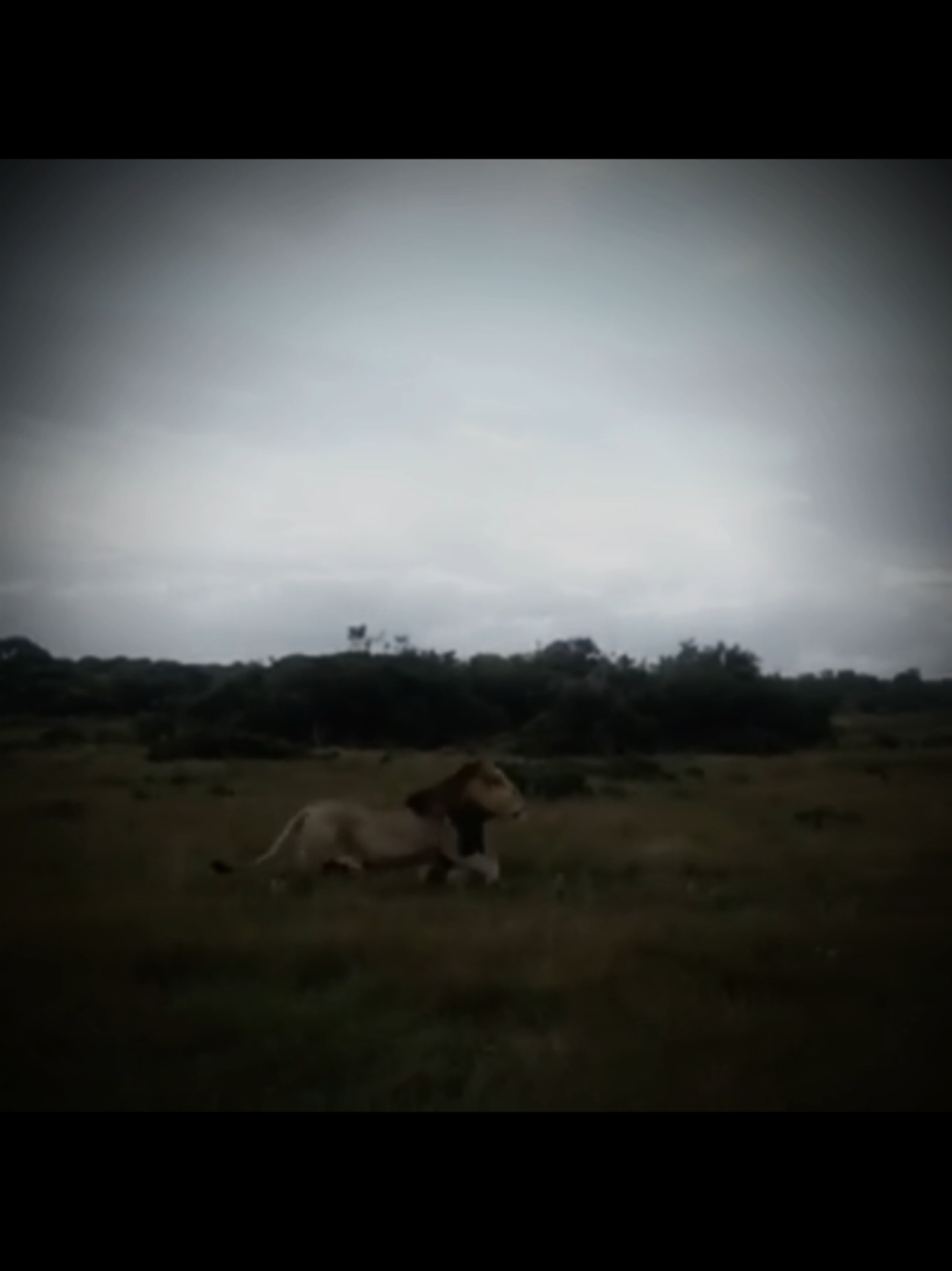 Titan Hairy Belly Matimba 💀 Hayatının en iyi döneminde ne büyük bir aslandı! Avına doğru koşan bu klibinde dişi aslanın yanından geçerken ne kadar büyük olduğunu görebilirsiniz. #fyp #nature #zoology #animal #lion 
