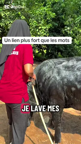 Un lien plus fort que les mots#foryou #tiktoksenegal #vachelatiere #eleveurs #agriculture 