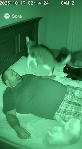Boing…Boing…Boing.                          #sora #ai #funnyvideo #funny #catsoftiktok 