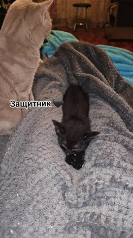 #catsoftiktok #кот #котики #cat #cats 