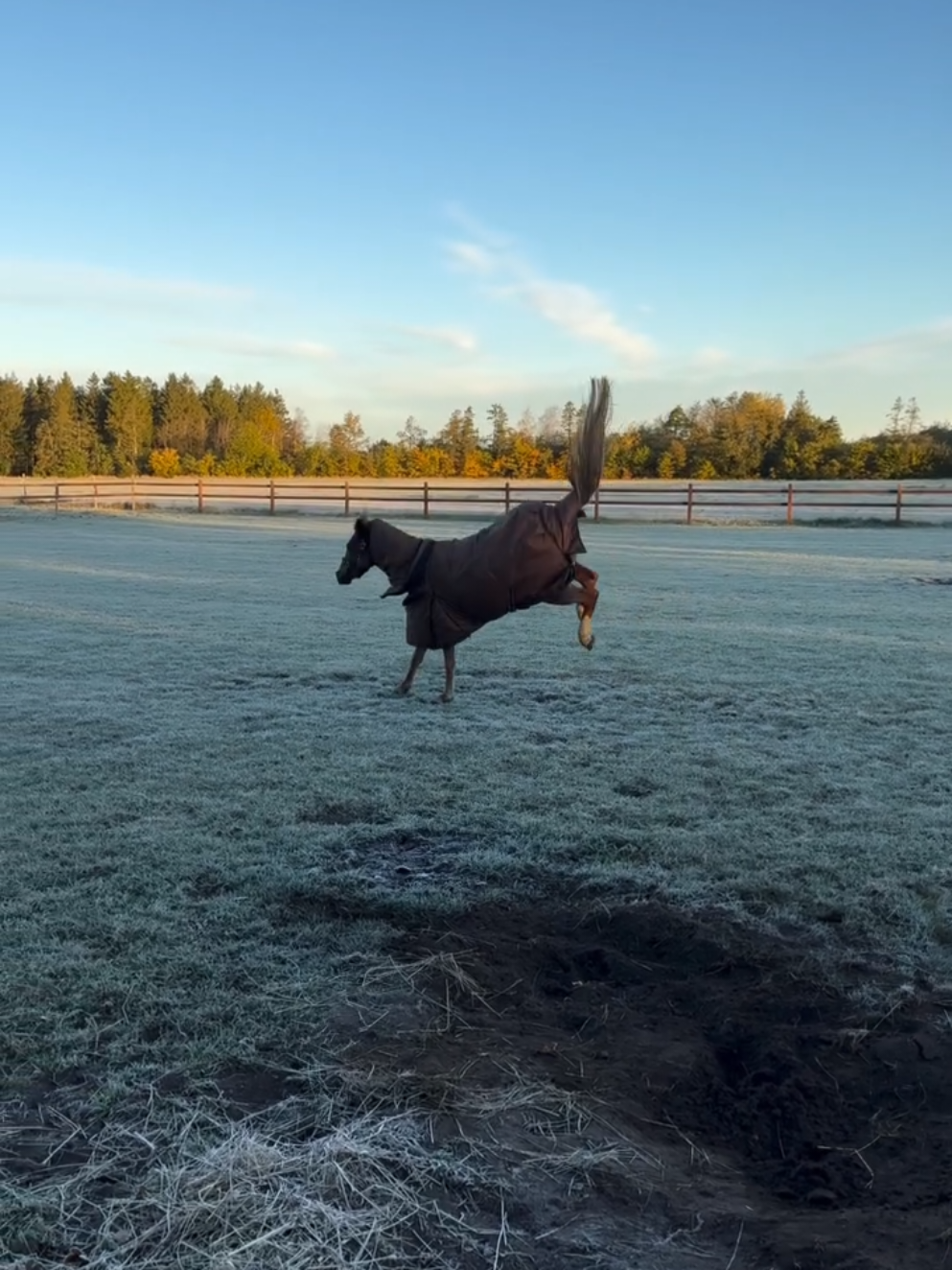 #кінь #коні #україна #horses 