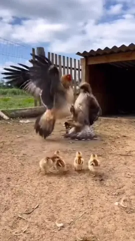 Ni el águila se salvó del coraje de esta mamá 🐔🔥 #GallinaValiente #CampoReal #HumorVisual #videoviral 
