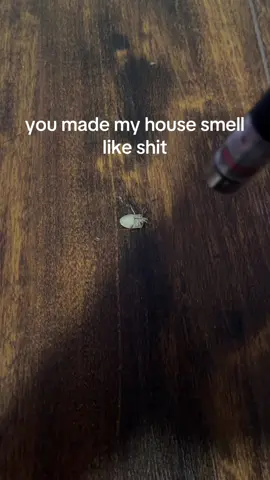 stink bug is exposed to radiation