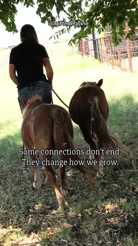 There are some horses that just change everything. And, even though some are no longer physically here, their love still guides us. Each horse teaches us about love, trust, determination, and courage. We feel impact & choose to never stop following the legacy each horse creates.  It is a pleasure to steward them along in the own journeys, we wouldn’t have it any other way ❤️