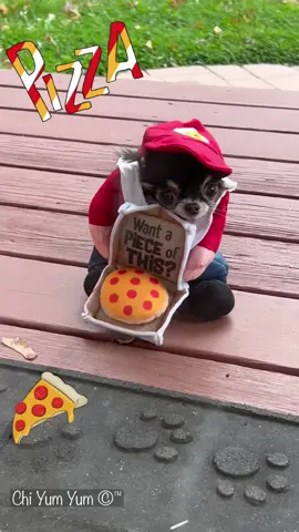 10/19/25 Pixie the pizza delivery “person” (doggie). She’s a 2lb Chihuahua.  How often would you order pizza if this was your delivery “person”?   This is NOT Ai.  #dogsoftiktok #chihuahua #halloween  #pizza #funny 