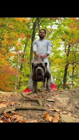 Two beasts, one mission — reach the top 🐾❤️ Steep hills , Dangerous hills⛰️  I have been challenging katanas confidence and testing her trust #upstatecanecorso #canecorso #bond #path #dogs 