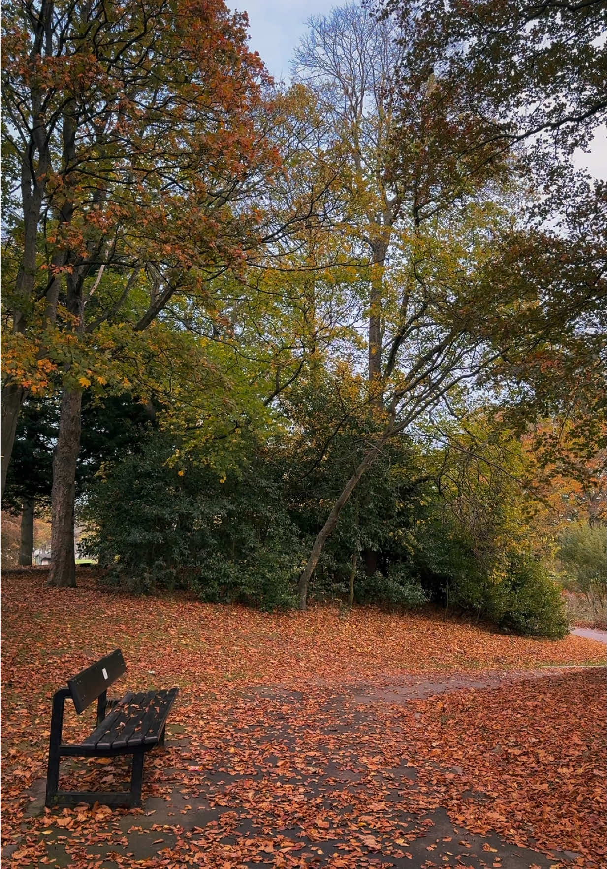 🍂🍁 #fyp #autumn #nature #naturevibes #forest 