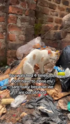 Every simple hi is all we need to survive this week our dear cats lover💔🥺#catslovers #catsoftiktok #donate #fyp #america 